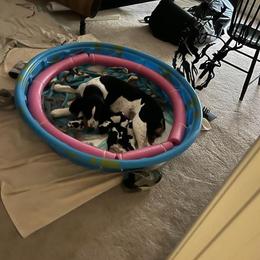 English Springer Spaniel Puppies from Enos Ranch Springer Spaniels