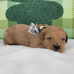 Rudy - Apricot male Goldendoodle puppy in Temecula, California from Oodles O'Doodles