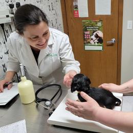 Nessie (Dapple Mc) (AKC and CKC registration invluded) - Black and cream female Dachshund puppy in Terlton, Oklahoma from CLARK'S BREEDING PROGRAM