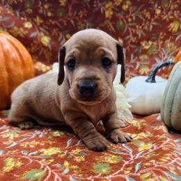 Dachshund Puppies from Sweet Home Alabama Dachshunds