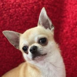 Messi - Chihuahua