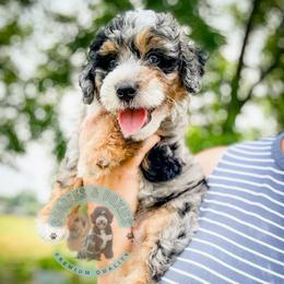Bleu - Blue merle male Bernedoodle puppy in Marion, Ohio from Doodles & Doxies