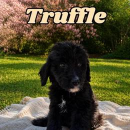 Truffle - Black and white male Bernedoodle puppy in High Point, North Carolina from Kingsfield Doodles