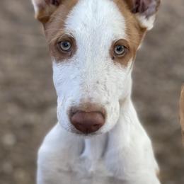 Boy 4 - White and red male Ibizan Hound puppy in Oklahoma from Nevaeh Ibizan Hounds