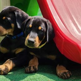 Boy 2 - Doberman Pinscher puppy in Connecticut from Amity Doberman Pinschers