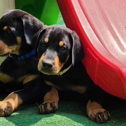 Boy 2 - Doberman Pinscher puppy in Connecticut from Amity Doberman Pinschers