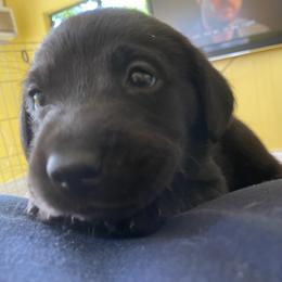 Jack Russell Terrier and Labrador Retriever Puppies from Canine Assist