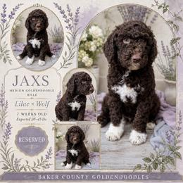 Thyme - Chocolate male Goldendoodle puppy in Macclenny, Florida from Baker County Goldendoodles