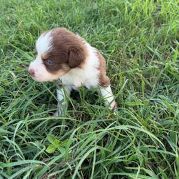 Red tri female 1 - Red tri-color female Australian Shepherd puppy in Hubbard, Texas from Poston Paddock Aussies LLC