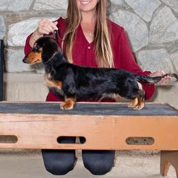 Memphis - Dachshund