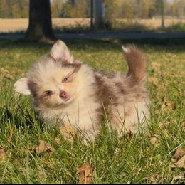 Merle male 1 - Chocolate merle male Pomeranian puppy in Indiana from Unique Uprisings