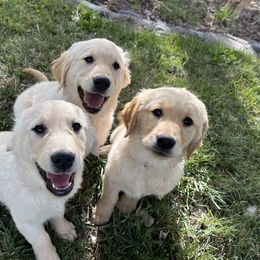 Golden Retriever Puppies from The Wildfire Ranch