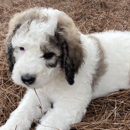 Groucho - Sable Bernedoodle puppy in Brighton, Tennessee from Beaver Creek Bernedoodles