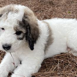 Groucho - Sable Bernedoodle puppy in Brighton, Tennessee from Beaver Creek Bernedoodles