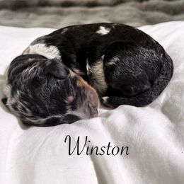 Winston - Blue merle male Bernedoodle puppy in Tulsa, Oklahoma from Magnolia Blossom Bernadoodles