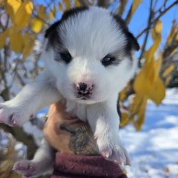 Avalanche - Black and white male Siberian Husky puppy in Addison, Michigan from Gray Run Siberian Huskies