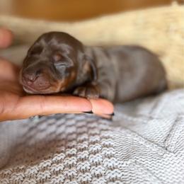 Bonnie - Chocolate and tan female Dachshund puppy in Excel, Alabama from CJ’s Little Palace