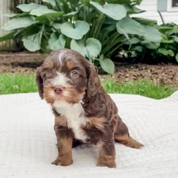 Hershey - Munchkin Bernedoodle - Tri-color male Bernedoodle puppy in Sharpsburg, Georgia from Steindoodles