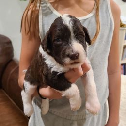Taylor - Portuguese Water Dog puppy from Gulf Coast Puppies