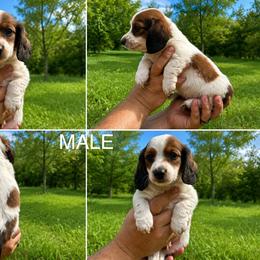 Shaded Red Piebald Boy - Piebald male Dachshund puppy in Oklahoma from Wild Weenies - Dachshund Ranch