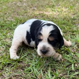Girl 2 - Black white and tan female English Springer Spaniel puppy in Bonifay, Florida from Sherrouse English Springer Spaniels