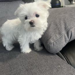 Ziggy - White male Maltese puppy in Hephzibah ( Richmond County ), Georgia from Healing Pawz LLC