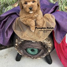 Bernedoodle, Cavapoo, Goldendoodle, and Poodle Puppies from Gypsi Doodles & Poodles