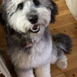 Boy 3 - Blue merle Aussiedoodle puppy in Missouri from Double K Farms