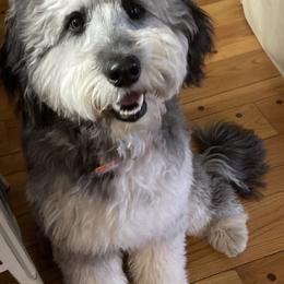 Boy 3 - Blue merle Aussiedoodle puppy in Missouri from Double K Farms
