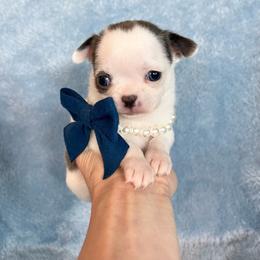 Sterling - Blue and white male Chihuahua puppy in Mesa, Arizona from Arizona Dream Chihuahuas