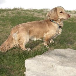Hans - Dachshund