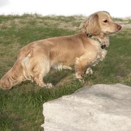 Hans - Dachshund