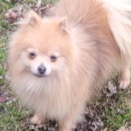 Pomeranians from Katie's Puffy Wuffies