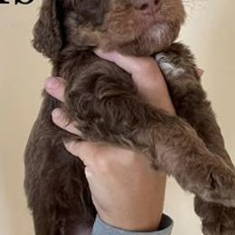 Bernedoodles from Morteo Bernadoodles