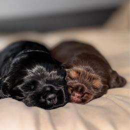 Cocker Spaniel Puppies from Arquivolta Kennel