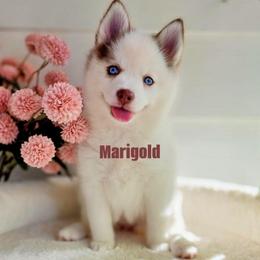 Marigold - Red and white female Pomsky puppy in Princeton, Minnesota from Bluebird House of Pomsky