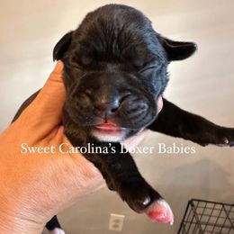 Girl 2 - Brindle female Boxer puppy in Smithfield, North Carolina from Sweet Carolinas Boxer Babies