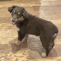 Red Tri Girl 3 - Red tri-color female Australian Shepherd puppy in Prairie Grove, Arkansas from IQ Farms