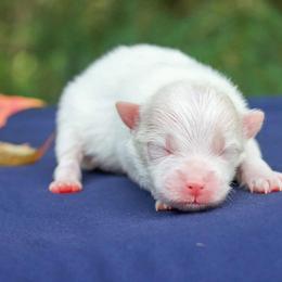 Frosty - Cream male Pomeranian puppy in Bremen, Indiana from AMS Pomeranians and Pomskies in Indiana
