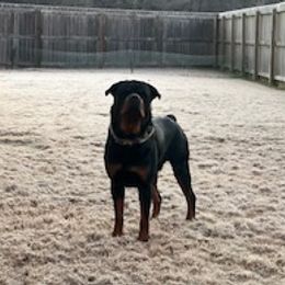 Rottweilers from House of Blu