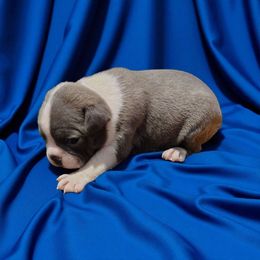 Blue boy 2 Boston - Blue male Boston Terrier puppy in Salisbury, North Carolina from P3 Boston Terriers in NC