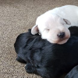Golden Retriever and Miniature Schnauzer Puppies from Mervar Kennel