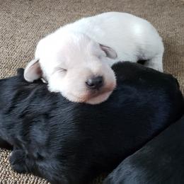 Golden Retriever and Miniature Schnauzer Puppies from Mervar Kennel