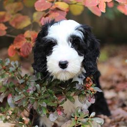 Australian Labradoodle Puppies from Mandevilla Labradoodles
