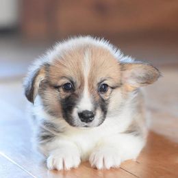 Pembroke Welsh Corgi Puppies from Walnut Creek Corgis
