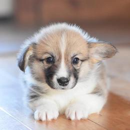 Pembroke Welsh Corgi Puppies from Walnut Creek Corgis
