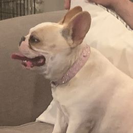 Ruby - French Bulldog