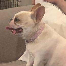 Ruby - French Bulldog