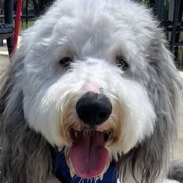 Sheepadoodles from Luxapallila Sheepadoodles