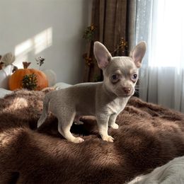 Sprite - Blue fawn male Chihuahua puppy in Jacksonville, Florida from Little Pawz, LLC